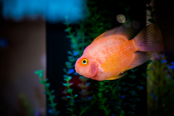 Orange Fish in Dental Office in Spokane Valley, Washington