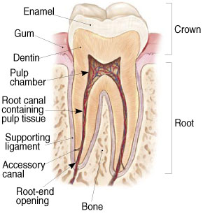 Root Canal Therapy (Endodontics) in Spokane Valley, WA 99206 Root Canal Therapy (Endodontics) in Spokane Valley, WA 99206